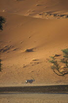 Oryx standing in desert below sand dune in Namibia