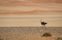 Single Ostrich running across semi desert with sand dunes behind in Namibia