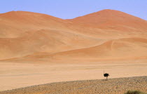 Single Ostrich running across semi desert with sand dunes behind in Namibia
