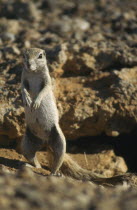 Prairie Dog standing guard in Namibia