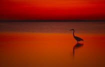 Great Blue Heron at sunset wading in water at Laguna Madre on Padre Island Texas USA