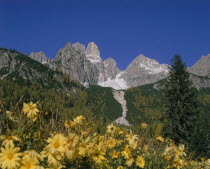 Bischofsmutze mountain with yellow flowers in the foreground