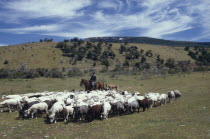 Traditional sheep herding with farmer on horseback