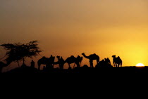 Camel Fair. Silhouette of camels and traiders against golden sky with the sun on the horizon