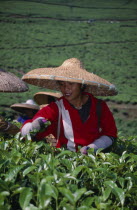 Tea picker wearing a conical straw hat