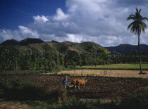 Mawon near Kuta. Man ploughing ricefields with cattle. A lone palm tree to right and banana trees and hills behind