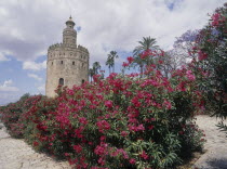 Arenal District  Torre del Oro with pink flowers on a shrub in the foreground