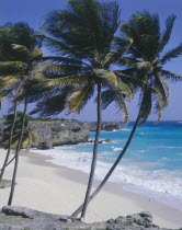 Bottom Bay Beach with coconut palm trees blowing in the wind on the edge of the white sandy beach