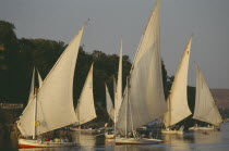 Feluccas on the River Nile in the evening