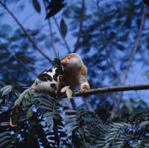A Loris. Brown and white with black spots and a long tail perched in tree