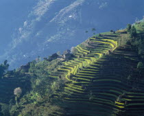 Village house and crops growing on mountain terraces.