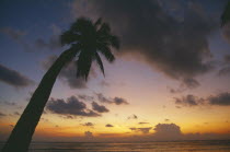 Coconut palm tree at sunrise