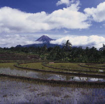 Volcano peak through clouds with rice paddies in foreground