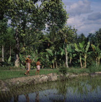 Boys with pinapples on poles walk between rice paddies with banana trees in background.