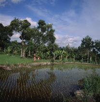 Boys with pinapples on poles walk between rice paddies  bananas & trees in background