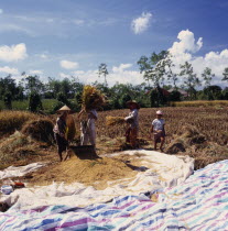 Workers threshing rice on plastic mat  rice field & huts in background