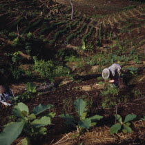 Ciamis mahogany plantation in cleared forest woman working saplings fgd