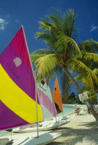 Sunfish dingies with sails up on coconut palm tree fringed beach