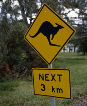 Kangaroo warning sign. A black kangaroo on yellow background