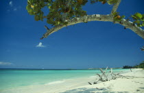 Empty beach with driftwood seen through branches of mangrove tree