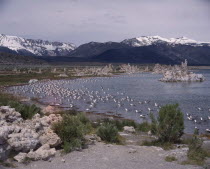 Mono Lake. View across lake to snow-capped mountains with gulls in the water amid jagged rock formations