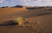 Animal footprints in the rippled sand