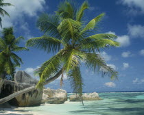Large boulders at waters edge with a coconut palm tree leaning across the turquoise water
