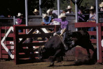 Cowboy on bucking bull leaving the stalls in the arena of the Days Of 76 rodeo