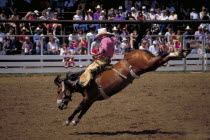 Cowboy on bucking bronco in the middle of the Days Of 76 rodeo arena