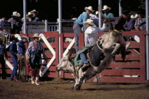 Cowboy on bucking bull leaving the stalls at the arena watched by a clown at the Days Of 76 rodeo