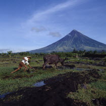 Man ploughing with bullock with the peak of the Mayon volcano behind.