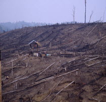 Deforestation  family in hut at centre of recently cleared forest