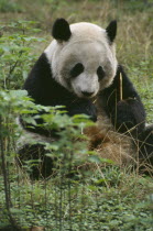 Giant Panda sitting on the ground eating bamboo at Chengdu Zoo