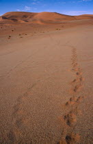 Fading footprints in the sand leading out toward sand dunes on the horizon