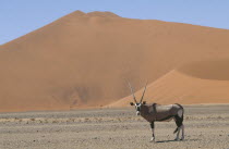 Oryx standing in desert below sand dune in Namibia