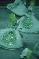 Carnival procession with people in green gold and white costumes