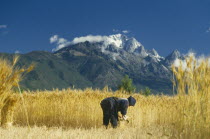 Woman reaping wheat below Mount Yulong near Tibet