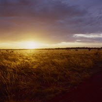 Yellow sunset behind a field of golden windswept grass