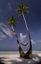 Man lying in hammock between two coconut palm trees on beach with a sailboat by the shoreline