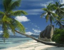 Large boulders by the waters edge with a coconut palm tree leaning over the turquoise water as a woman walks out of the sea towards the white sand