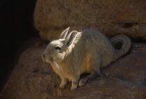 Mountain Viscacha  Lagidium peruanum.  Mountain dwelling rodent of the Chinchilla family.