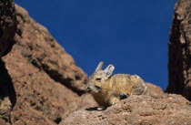 Viscacha  Lagidium viscaccia.  Rodent of the Chinchilla family.