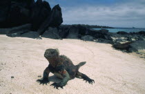 Marine Iguana  Amblyrhynchus cristatus of larger and more colourful Espanola Island type. Colorful