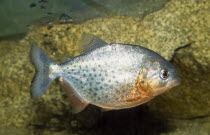Red Piranha  Serrasalmus species.