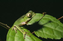 Jatun Sacha Biological Station.  Leaf Frog  Phyllomedusa vaillanti.Amphibian