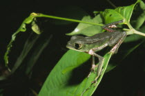 Jatun Sacha Biological Station.  Leaf Frog  Phyllomedusa vaillanti.Amphibian