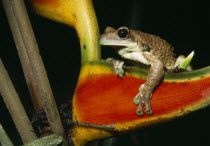 Jatun Sacha Biological Station.  Broad Headed Tree Frog  Phrynohyas venulosa.Amphibian