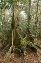 Cockscomb Basin Wildlife Sanctuary.  Buttress roots of Rainforest Kaway Tree in area of seasonally flooded forest.Pterocarpus officinalis