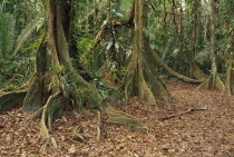 Cockscomb Basin Wildlife Sanctuary.  Buttress roots of Rainforest Kaway Tree in area of seasonally flooded forest.Pterocarpus officinalis