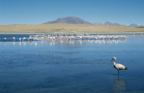Flamingoes on lake with distant mountains beyond.